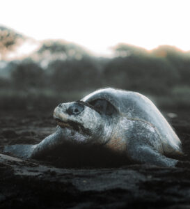 turtles nosara arribada