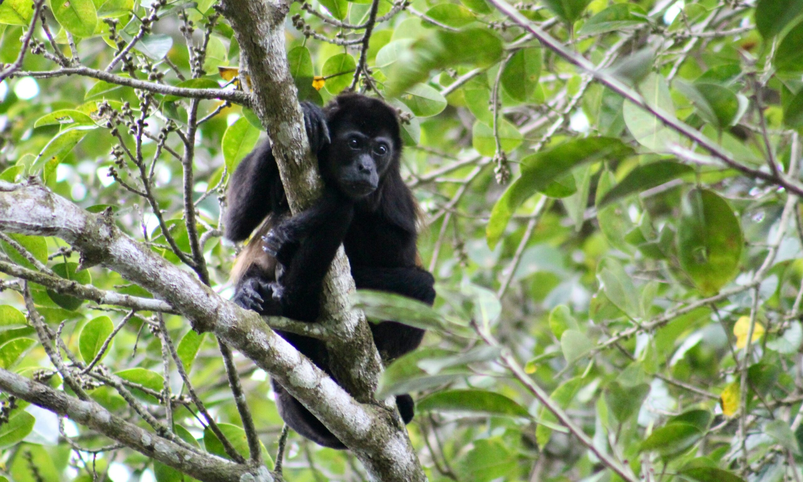 Nature and Nurture: Exploring Wildlife at Sibu Sanctuary with Sendero Hotel