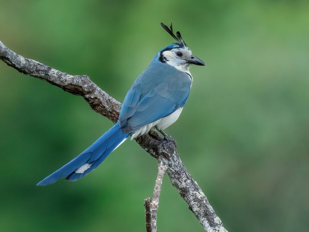 birdwatching in nosara