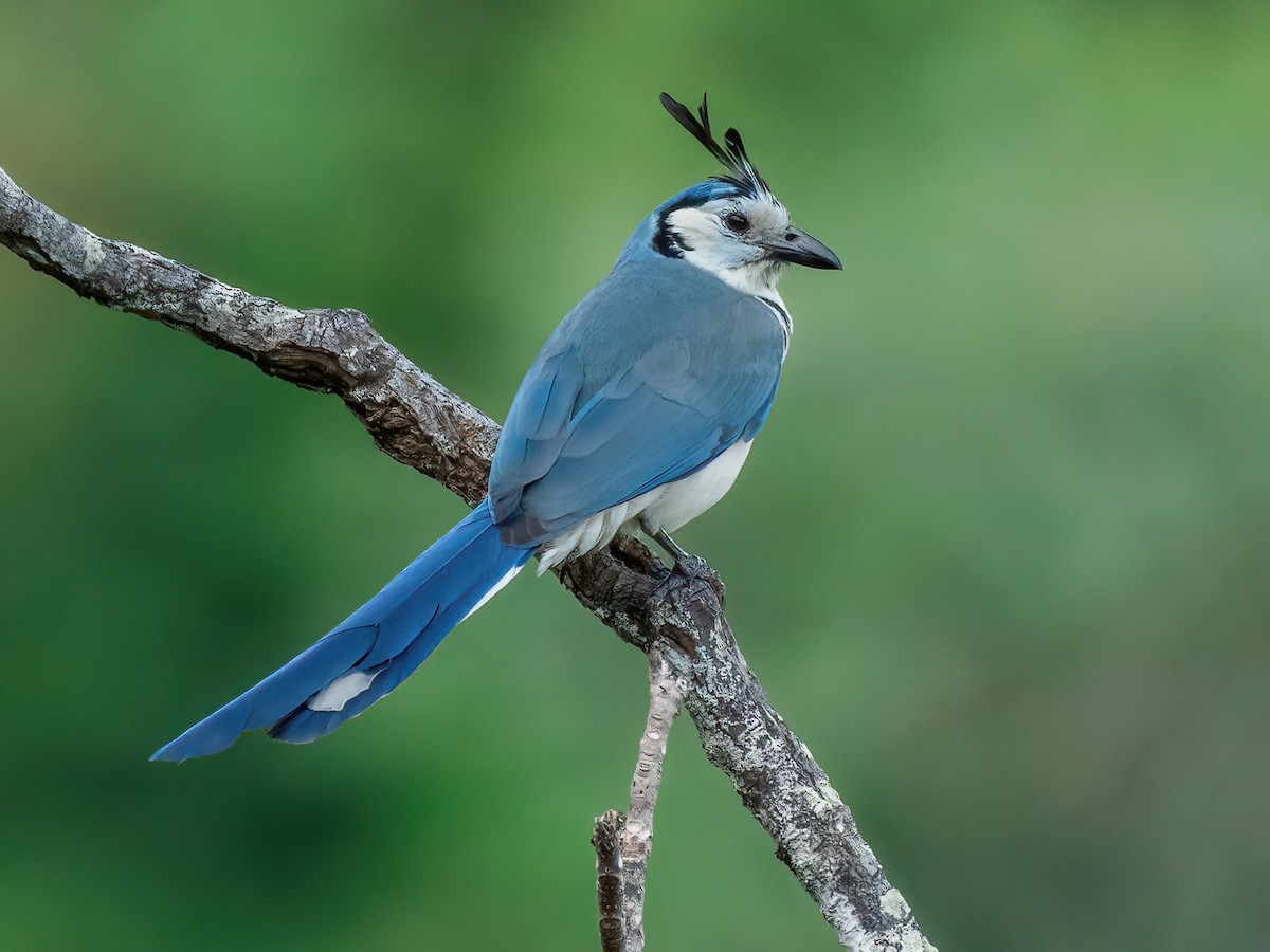 Birdwatching in Nosara